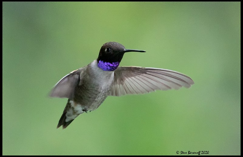 _0SB0049 black-chinned hummingbird.jpg
